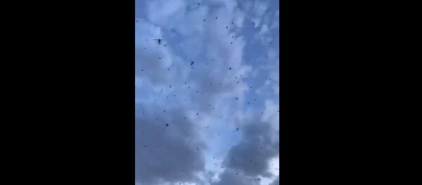 Swarm of Locusts - Sputnik International