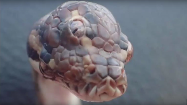 Bizarre Three eyed Snake Discovered in Australia - Sputnik International