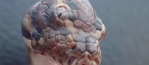 Bizarre Three eyed Snake Discovered in Australia - Sputnik International
