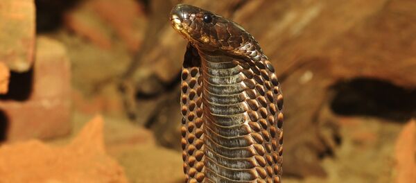 Cobra - Sputnik International