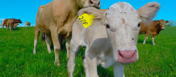 A Mother’s Love: Cow Calls Human to Rescue Her Calf - Sputnik International