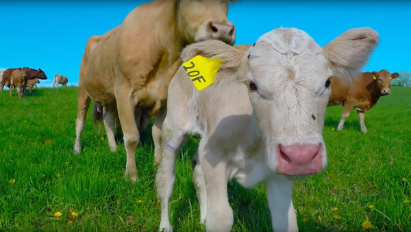 A Mother’s Love: Cow Calls Human to Rescue Her Calf - Sputnik International