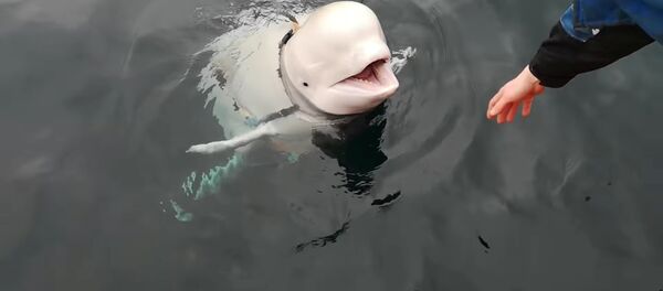 A Beluga whale wearing a Go Pro harness is seen in Norwegian waters, April 26, 2019 in this still image taken from a video obtained from social media on April 30, 2019. - Sputnik International
