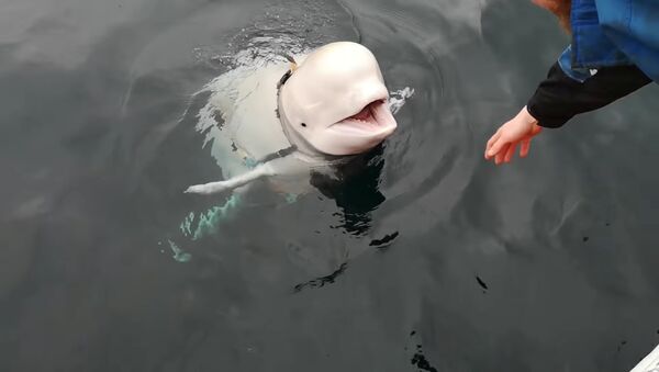 A Beluga whale wearing a Go Pro harness is seen in Norwegian waters, April 26, 2019 in this still image taken from a video obtained from social media on April 30, 2019. - Sputnik International