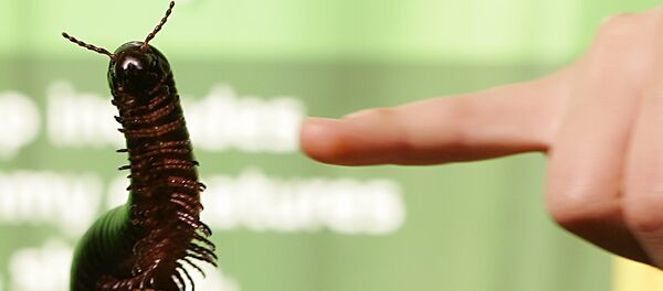 A Giant African Millipede A Giant African Millipede - Sputnik International