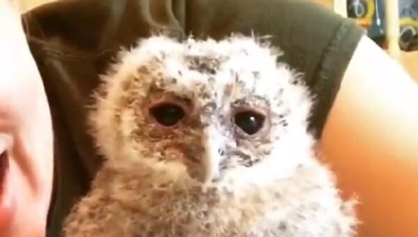Baby owl makes funny moves - Sputnik International