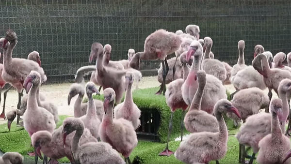 Rescued Flamingo Chicks Frolic Around Rehab Center - Sputnik International