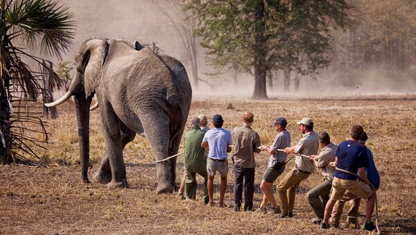 Malawi elephant - Sputnik International