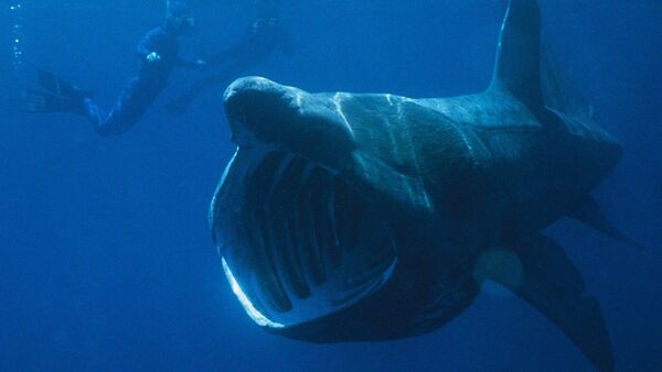 Basking shark seen next to divers - Sputnik International
