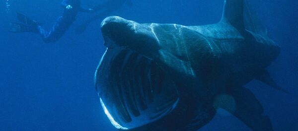 Basking shark seen next to divers Basking shark seen next to divers - Sputnik International