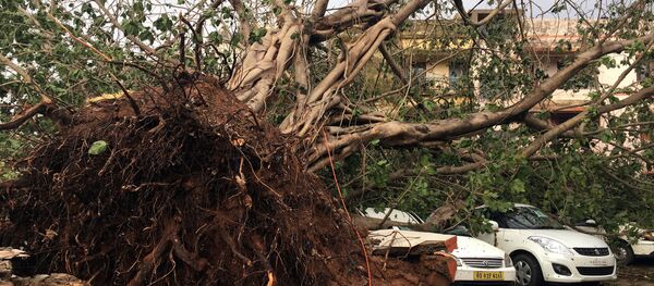 Cars are damaged by an uprooted tree in a residential area following Cyclone Fani in Bhubaneswar, capital of the eastern state of Odisha, India, May 4, 2019 - Sputnik International