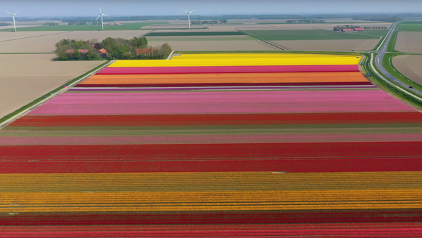 Drone Captures Vivid 4K Footage of Holland Tulips in Bloom - Sputnik International
