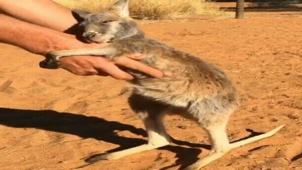 Kangaroo being hugged - Sputnik International