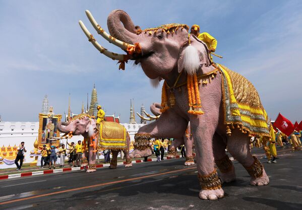 Ten Elephants from Ayutthaya Camp in Bangkok - Sputnik International