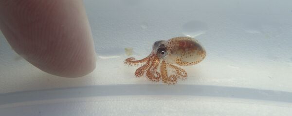 a baby octopus next to a woman's finger inside a plastic container at Kaloko-Honokohau National Historical Park in waters off Kailua-Kona, Hawaii a baby octopus next to a woman's finger inside a plastic container at Kaloko-Honokohau National Historical Park in waters off Kailua-Kona, Hawaii - Sputnik International