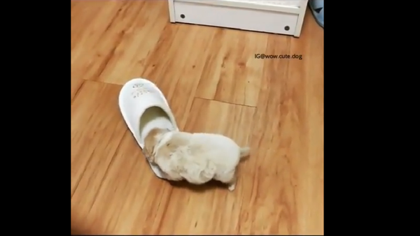 Golden retriever pup in a slipper shoe - Sputnik International