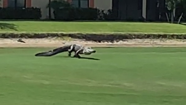 Three-legged Gator Staggers Across Florida Golf Grounds - Sputnik International