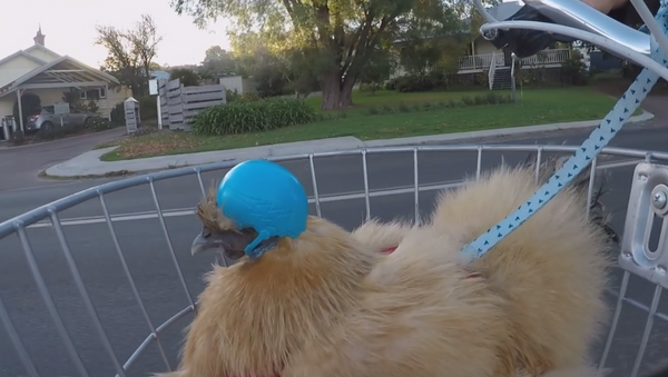 Safety Fowl: Silkie Chicken Dons Helmet for Evening Bike Ride - Sputnik International