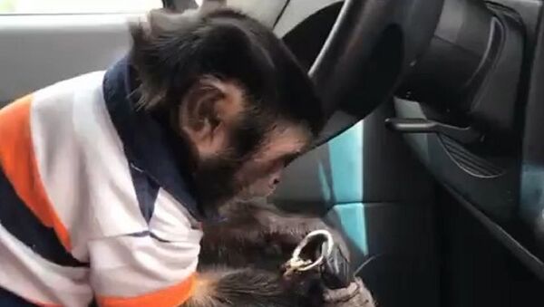 Monkey clutching at speed lever - Sputnik International