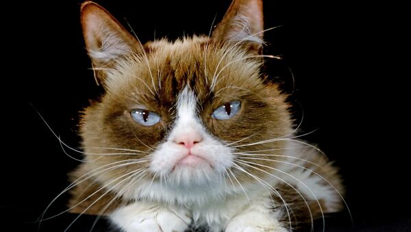This Dec. 1, 2015 file photo shows Grumpy Cat posing for a photo in Los Angeles. Grumpy Cat is joining the cast of the Broadway musical “Cats” on Friday, Sept. 30, 2016 - Sputnik International