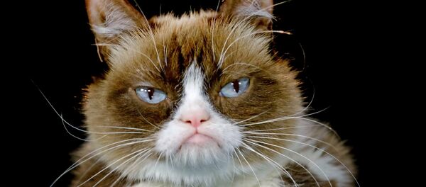 This Dec. 1, 2015 file photo shows Grumpy Cat posing for a photo in Los Angeles. Grumpy Cat is joining the cast of the Broadway musical “Cats” on Friday, Sept. 30, 2016 This Dec. 1, 2015 file photo shows Grumpy Cat posing for a photo in Los Angeles. Grumpy Cat is joining the cast of the Broadway musical “Cats” on Friday, Sept. 30, 2016 - Sputnik International