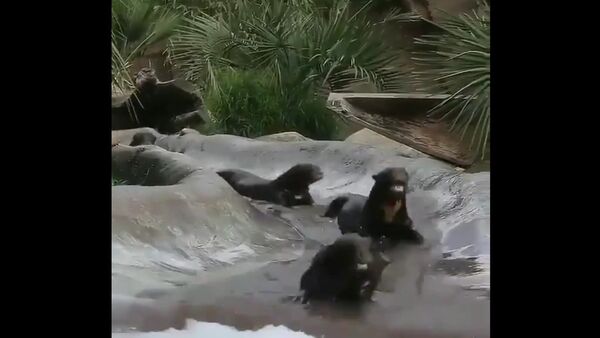 Otters having fun in water - Sputnik International