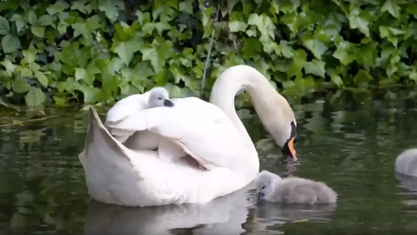 Mama Knows Best: Mother Swan Gives Cygnets Their First Swim Lesson - Sputnik International