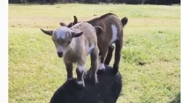 Goats trying to ride a boar - Sputnik International