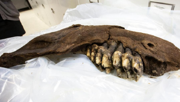 US Teen Finds 34,000-Year-Old Mastodon Jaw on Iowa Farm - Sputnik International