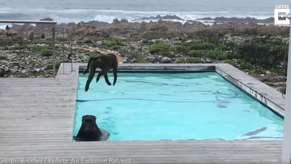 Free Retreat: Baboons Take a Dip in Residential Pool - Sputnik International