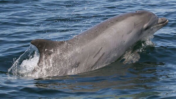 Bottlenose dolphin swimming in the ocean - Sputnik International