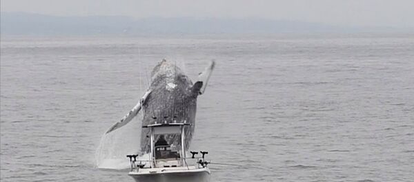 Whale Breach Close To Boat - Sputnik International