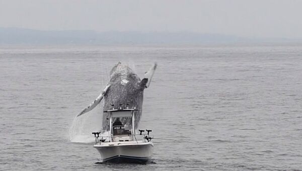 Whale Breach Close To Boat - Sputnik International