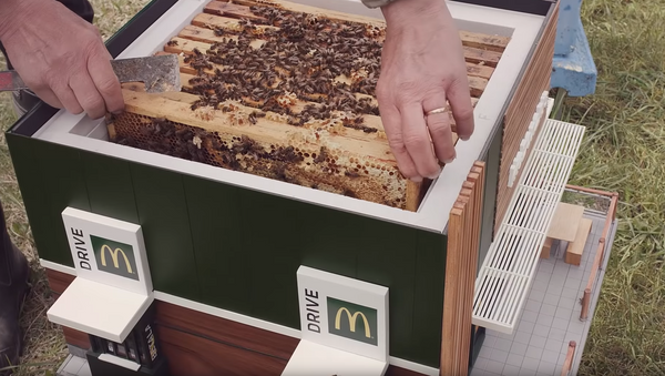 Mini McDonald’s Beehives Create Buzz in Sweden - Sputnik International