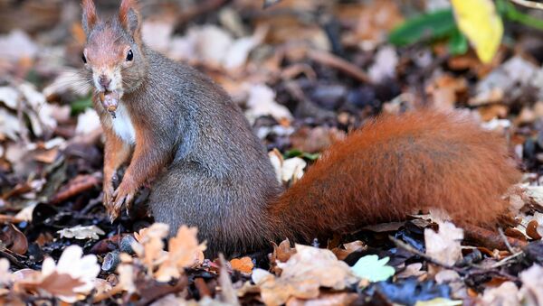 A squirrel carries an acorn on November 8, 2018 in Hanover, central Germany. - Sputnik International