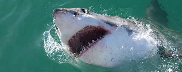 Great white shark Great white shark - Sputnik International