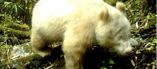 Albino giant panda Albino giant panda - Sputnik International