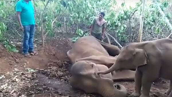 Heartbreaking moment elephant tries to wake up its dead mother - Sputnik International