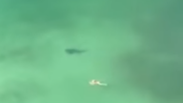 Shark checks out swimmer in Panama City Beach - Sputnik International