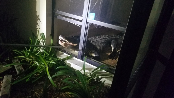 Gator breaks into Florida home - Sputnik International