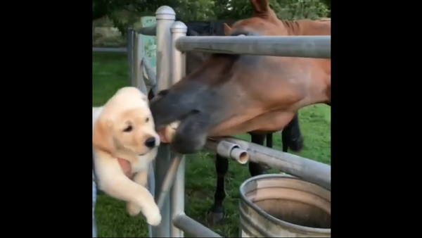 Retriever pup and a horse - Sputnik International