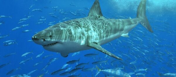 White shark White shark - Sputnik International