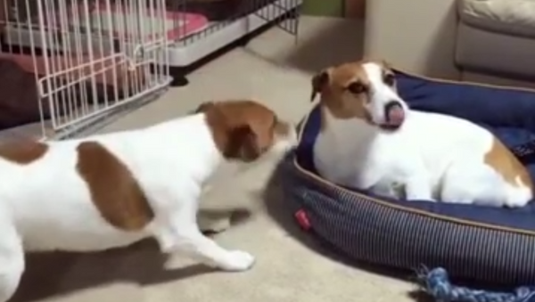 Unbothered: Jack Russell Steals Brother’s Bed With No Regrets - Sputnik International