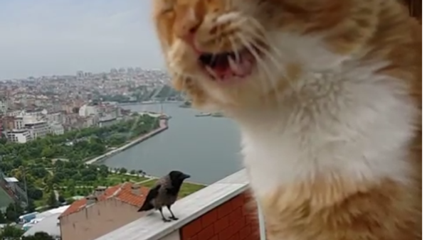 Cat and Crow - Sputnik International