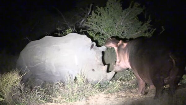 Hippo Learns Lesson From Rhinos - Sputnik International