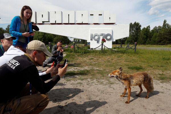 Visitors Take Pictures of a Fox in Pripyat - Sputnik International