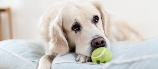 Sad golden retriever with tennis ball - Sputnik International
