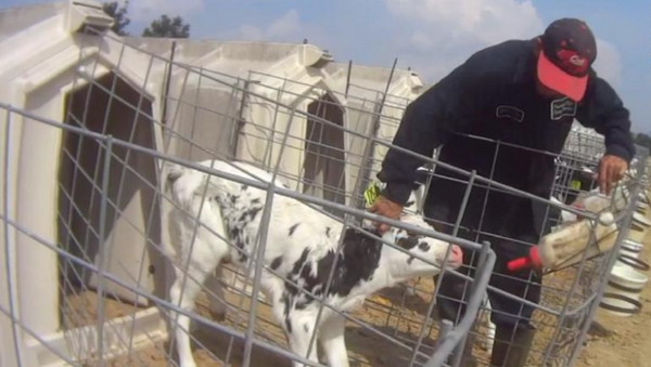Undercover Activists Capture Rampant Abuse on US Dairy Farm - Sputnik International