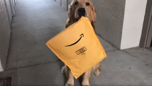 Carrier Canine: Service Dog Happily Retrieves Owner’s Package - Sputnik International