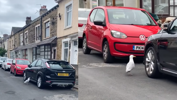 Seagull Seeing Double Carries Out Pecking Attack on Parked Cars - Sputnik International